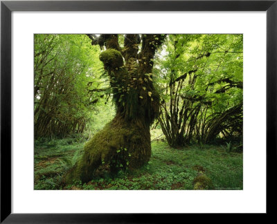 Lush Rain Forest Setting With Ferns, Mosses, Wood Sorrel, And Trees by Melissa Farlow Pricing Limited Edition Print image