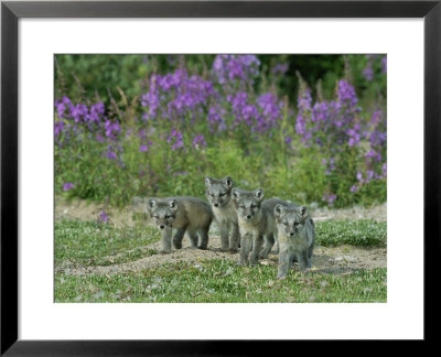 Curious Arctic Fox Pups Approach The Photographer by Norbert Rosing Pricing Limited Edition Print image