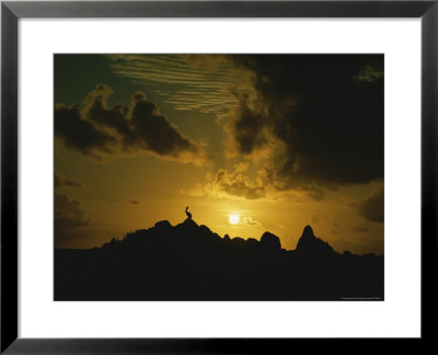 Pelican On Rocks At Pelican Bay Silhouetted Against The Setting Sun by Todd Gipstein Pricing Limited Edition Print image