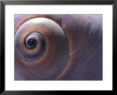 Close View Of The Shell Of A Moon Snail, Lunatia Heros, Cape Cod, Massachusetts by Darlyne A. Murawski Pricing Limited Edition Print image