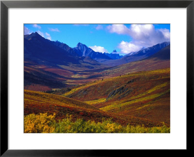 Valley Blooms With Autumn Colors, Tombstone Territorial Park, Yukon Territory, Canada by Nick Norman Pricing Limited Edition Print image