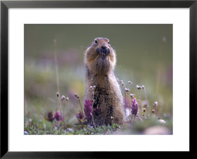 Arctic Ground Squirrel Watches For Danger As It Feeds On Seeds, Denali National Park, Alaska by Michael S. Quinton Pricing Limited Edition Print image