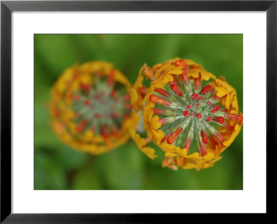 Close-Up View Of Flowering Stalks Of Candelabra Primula Plants, Vancouver, British Columbia, Canada by Darlyne A. Murawski Pricing Limited Edition Print image