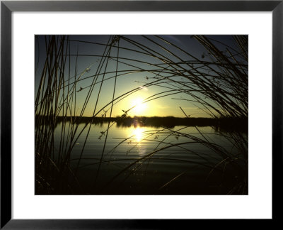 Sunrise Thru The Rushes At Market Lake, Idaho, Market Lake Wildlife Refuge, Idaho by Michael S. Quinton Pricing Limited Edition Print image