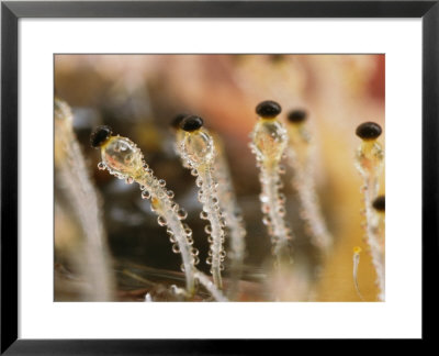 Close-Up View Of The Shotgun Fungus by Darlyne A. Murawski Pricing Limited Edition Print image