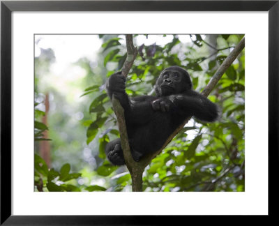 A Small Sapling Is Kusu's Watchtower In The Congo Jungle by Ian Nichols Pricing Limited Edition Print image
