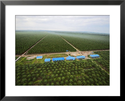 Oil Palms Displace Native Plant And Animal Species In Sarawak by Mattias Klum Pricing Limited Edition Print image
