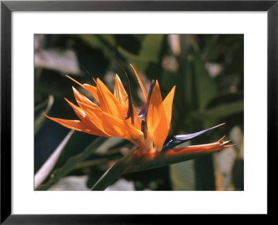 Hawaiian Flora: Bird Of Paradise, Member Of The Banana Family by Eliot Elisofon Pricing Limited Edition Print image