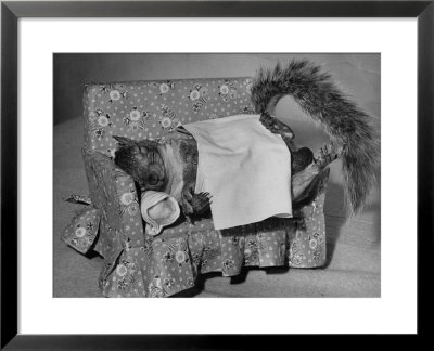 Tommy Tucker The Squirrel Sleeping On A Tiny Couch by Nina Leen Pricing Limited Edition Print image