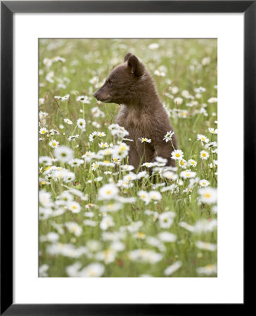 Black Bear Cub Among Oxeye Daisy, In Captivity, Sandstone, Minnesota, Usa by James Hager Pricing Limited Edition Print image