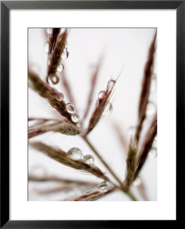 Water Droplets On Grass, Dali, Yunnan, China by Porteous Rod Pricing Limited Edition Print image