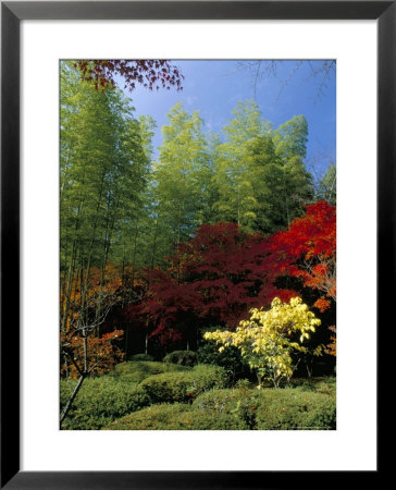 Autumn Maples, Tenryu-Ji (Temple), Arashiyama, Kyoto, Japan by Christian Kober Pricing Limited Edition Print image