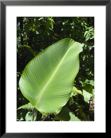 Leaf, Arenal Area, Costa Rica, Central America by R H Productions Pricing Limited Edition Print image