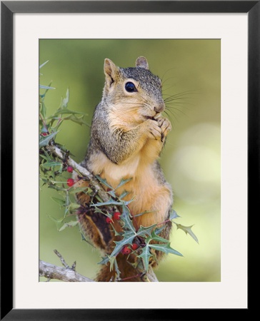 Eastern Fox Squirrel Eating Berries, Uvalde County, Hill Country, Texas, Usa by Rolf Nussbaumer Pricing Limited Edition Print image