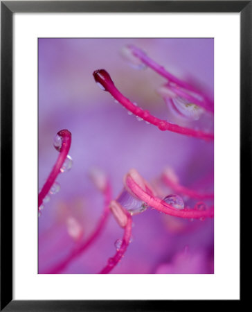 Catawba Rhododendron With Rain Drops, North Carolina, Usa by Nancy Rotenberg Pricing Limited Edition Print image