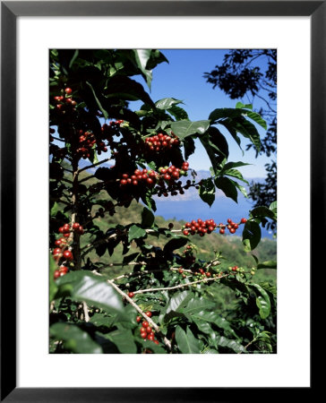 Close-Up Of Coffee Plant And Beans, Lago Atitlan (Lake Atitlan) Beyond, Guatemala, Central America by Aaron Mccoy Pricing Limited Edition Print image