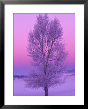 Landscape, Yellowstone National Park, Wyoming, Usa by Art Wolfe Pricing Limited Edition Print image