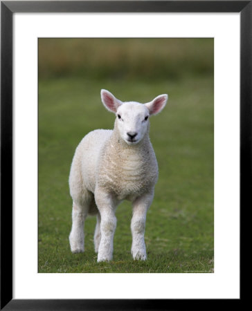 Spring Lamb, Scotland, United Kingdom, Europe by Ann & Steve Toon Pricing Limited Edition Print image