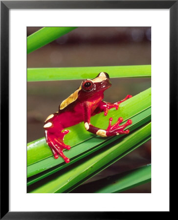 Clown Tree Frog, Native To Surinam, South America by David Northcott Pricing Limited Edition Print image