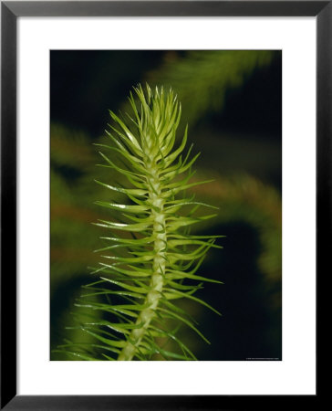 Ancient Plant Lycopodium Squarrosum, A Major Source Of European Coal, Australia by Jason Edwards Pricing Limited Edition Print image