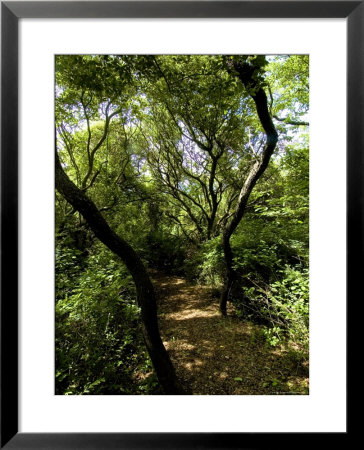 Tree Lined Nature Path Leading To The Water On A Summer Afternoon by Todd Gipstein Pricing Limited Edition Print image