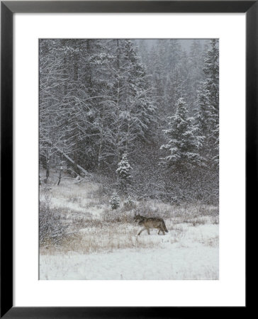 Gray Wolf, Canis Lupus, Walks In A Wintry Snow-Filled Landscape by Jim And Jamie Dutcher Pricing Limited Edition Print image