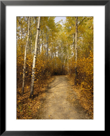 Birch Tree-Lined Trail In Hecla, Grindstone Provincial Park by Raymond Gehman Pricing Limited Edition Print image