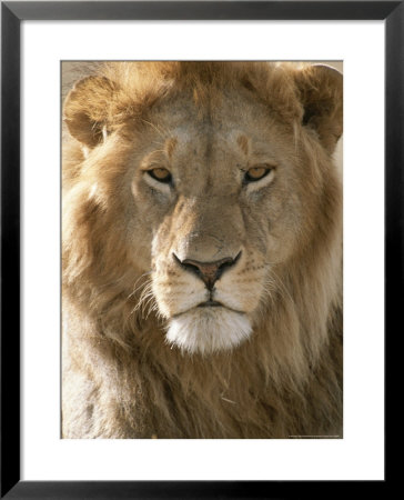 Portrait Of African Lion by John Eastcott & Yva Momatiuk Pricing Limited Edition Print image