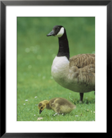 Canada Goose Watches Over Her Gosling As It Feeds On Grass by Norbert Rosing Pricing Limited Edition Print image