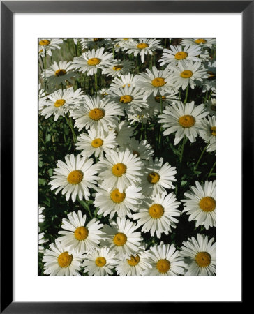Close View Of Daisies by Taylor S. Kennedy Pricing Limited Edition Print image