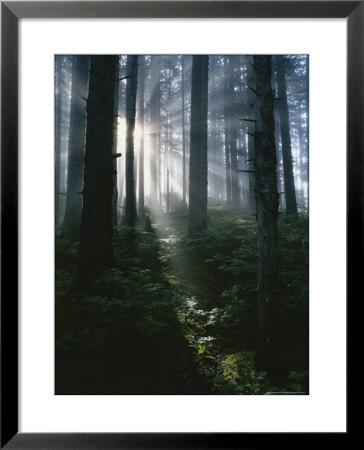 Sunlight Beams Through The Forest At Fort Abercrombie State Park by Rich Reid Pricing Limited Edition Print image