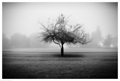 Playground Tree by Shane Settle Pricing Limited Edition Print image