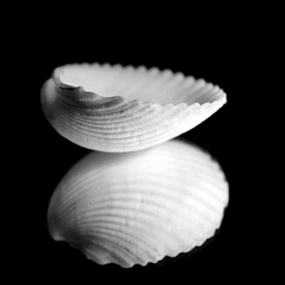 Scallop Reflection by Steven Mitchell Pricing Limited Edition Print image