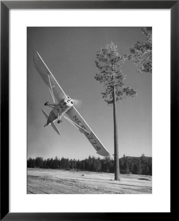 Pilot Sammy Mason Flying Around A Tree During A Performance Of His California Air Circus by Loomis Dean Pricing Limited Edition Print image