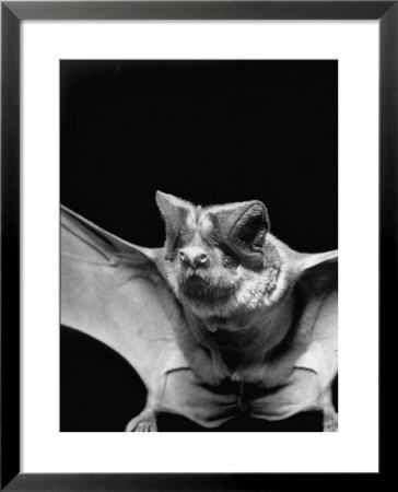 California Mastiff Bat, A.K.A. Eumops by Andreas Feininger Pricing Limited Edition Print image