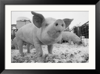 Close View Of A Young Pig In A Snowy Pen by Joel Sartore Pricing Limited Edition Print image