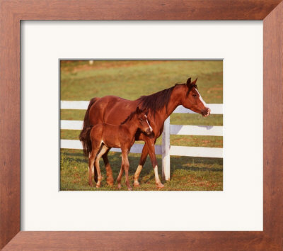 Horse And Colt With Fence by Jeanne Drake Pricing Limited Edition Print image