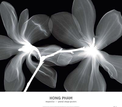Magnolia I by Hong Pham Pricing Limited Edition Print image
