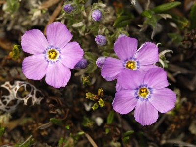 Siberian Flox Wildflowers, Kongakut River Valley, Arctic National Wildlife Refuge, Alaska, Usa by Dennis Kirkland Pricing Limited Edition Print image