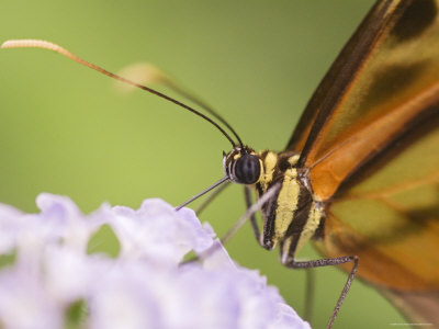 Butterfly Close-Up, Madre De Dios, Amazon River Basin, Peru by Dennis Kirkland Pricing Limited Edition Print image