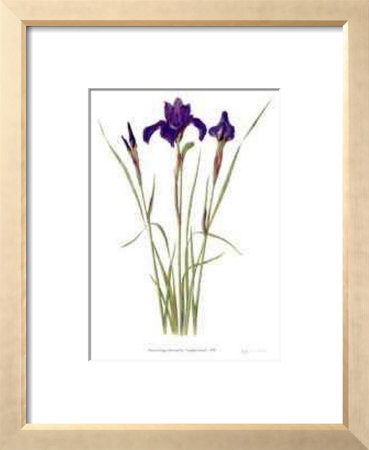 Siberian Iris `Sapphire Royal` by Pamela Stagg Pricing Limited Edition Print image