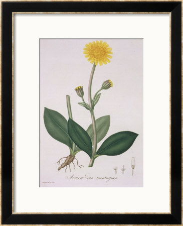 Arnica Montana From Phytographie Medicale By Joseph Roques, Published In 1821 by L.F.J. Hoquart Pricing Limited Edition Print image