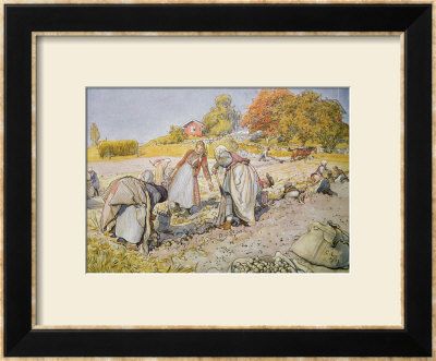 Digging Potatoes, 1905 by Carl Larsson Pricing Limited Edition Print image