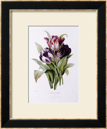 Tulips by Pierre-Joseph Redouté Pricing Limited Edition Print image