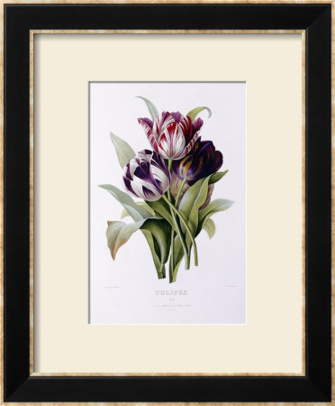 Tulips by Pierre-Joseph Redoute Pricing Limited Edition Print image
