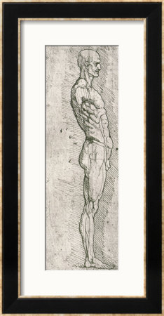 Anatomical Study by Leonardo Da Vinci Pricing Limited Edition Print image