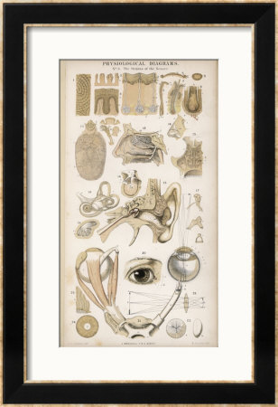 Various Diagrans Of The Organs Of The Senses by J.S. Cuthbert Pricing Limited Edition Print image