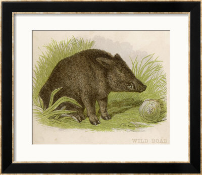 Wild Boar Seated In The Undergrowth by Brittan Pricing Limited Edition Print image