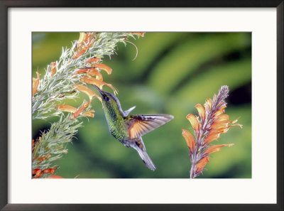 Striped-Tailed Hummingbird, Male, At Hansteinia Blepharorhachis, Costa Rica by Michael Fogden Pricing Limited Edition Print image
