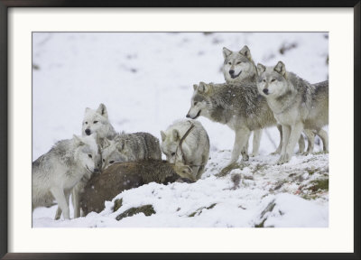 Wolf, Pack Feeding On Red Deer Carcass, Scotland by Mark Hamblin Pricing Limited Edition Print image